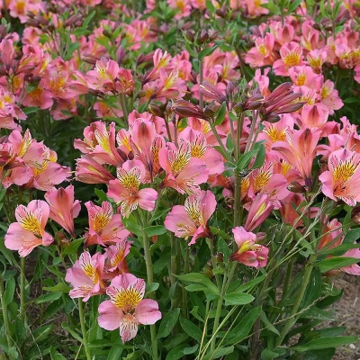 Alstroemeria Flirt 1szt