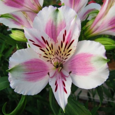 Alstroemeria Majestic Fougere 1szt