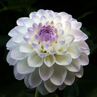 Dalia Eveline