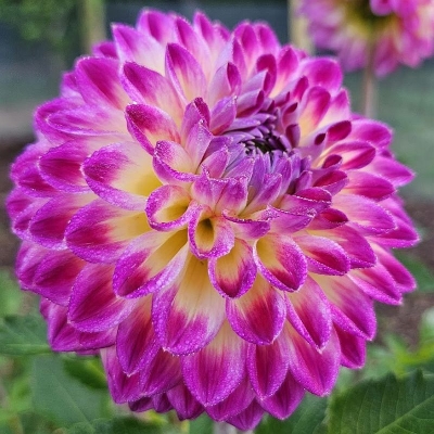 Dalia pomponowa Hapet Daydream 1szt