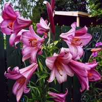 Lilia Pink Perfection.jpg