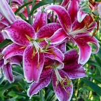 Lilia Stargazer.jpg