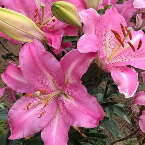 Lilia orientalna Josephine 1szt