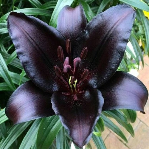 Lilia Night Rider.jpg