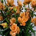 Lilia Apricot Fudge.jpg