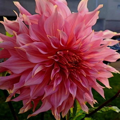 Dalia talerzowa Emory Paul 1szt