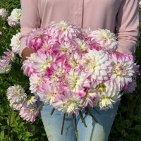 Dalia Pink Petticoat.jpg