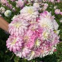 Dalia Pink Petticoat.jpg