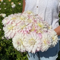 Dalia Pink Petticoat.jpg