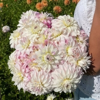 Dalia Pink Petticoat.jpg
