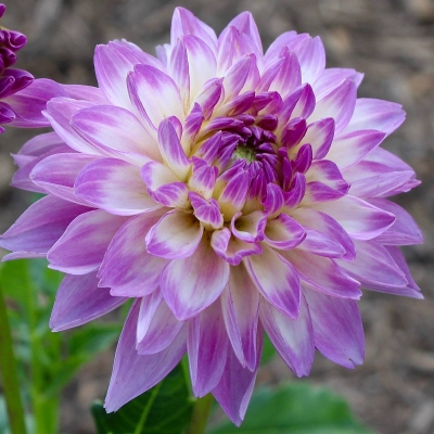 Dalia dekoracyjna Blue Wish 1szt