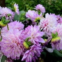 Dalia Blues Wish