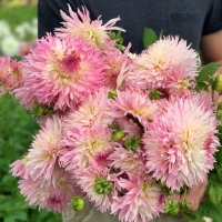 Dalia Nadia Ruth.jpg