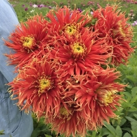 Dalia Show and Tell