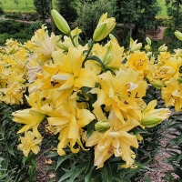 Lilia Exotic Sun.jpg