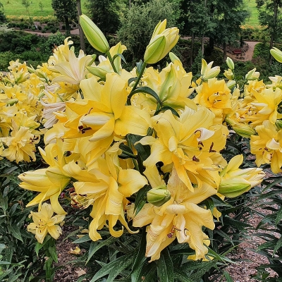 Lilia orientalna pełna Exotic Sun 1szt