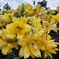 Lilia Exotic Sun.jpg