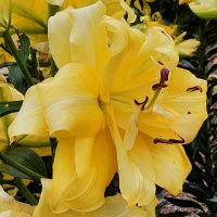Lilia Exotic Sun.jpg
