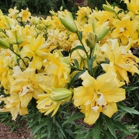 Lilia Exotic Sun.jpg