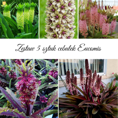 Eucomis - lilia ananasowa Zestaw 5szt