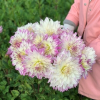 Dalia Ferncliff Illusion.jpg