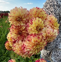 Dalia Lady Darlene