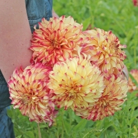 Dalia Lady Darlene