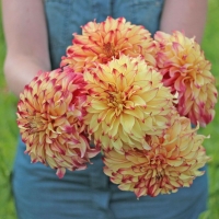 Dalia Lady Darlene