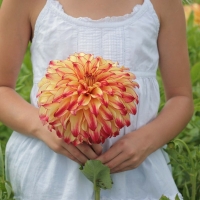 Dalia Lady Darlene