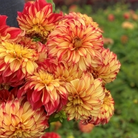 Dalia Lady Darlene