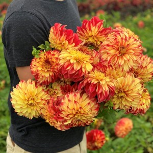 Dalia talerzowa Lady Darlene 1szt