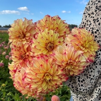 Dalia Lady Darlene