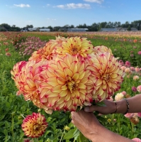 Dalia Lady Darlene