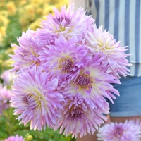 Dalia Mingus Randy.jpg