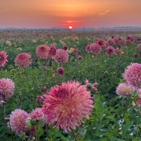 Dalia Myrtles Folly