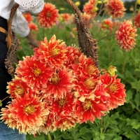 Dalia Bodacoius