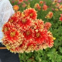 Dalia Bodacoius