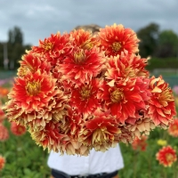 Dalia Bodacoius