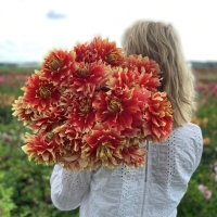 Dalia Bodacoius
