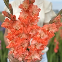 Mieczyk Coral Crush