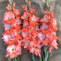 Mieczyk Coral Crush