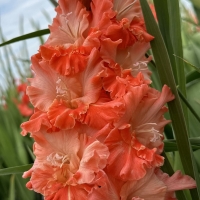 Mieczyk Coral Crush