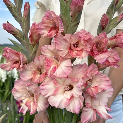 Mieczyk Cherry Candy 10szt