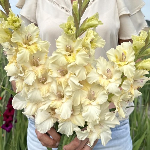 Mieczyk Dreamy Creamy