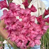 Mieczyk Kingston Ruffle