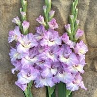Mieczyk Magenta Princess
