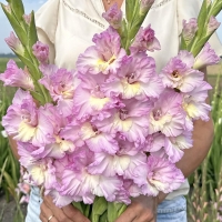 Mieczyk Magenta Princess