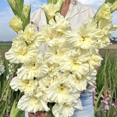 Mieczyk Sweet Chrystal 10szt