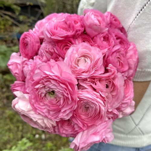Jaskier Elegance Rosa