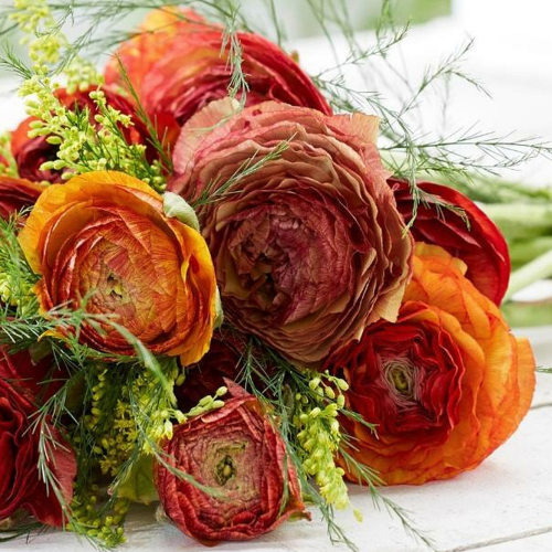 Jaskier Picotee Cafe.png